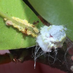 Pheidole megacephala