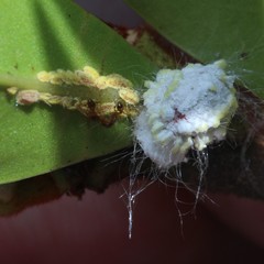 Pheidole megacephala