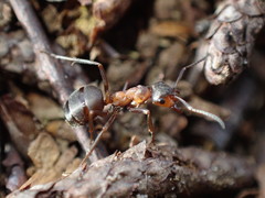Formica polyctena