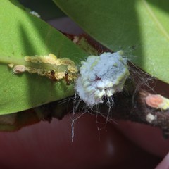 Pheidole megacephala