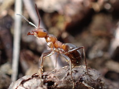 Formica polyctena