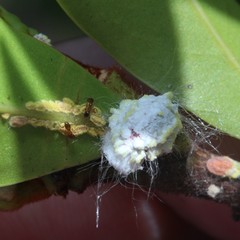 Pheidole megacephala