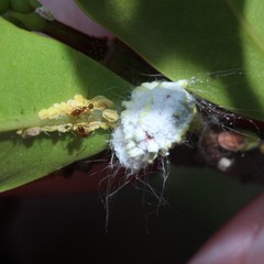 Pheidole megacephala