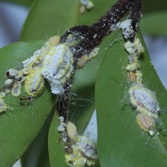 Pheidole megacephala