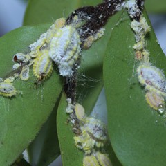 Pheidole megacephala