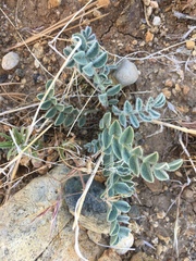 Astragalus malacus