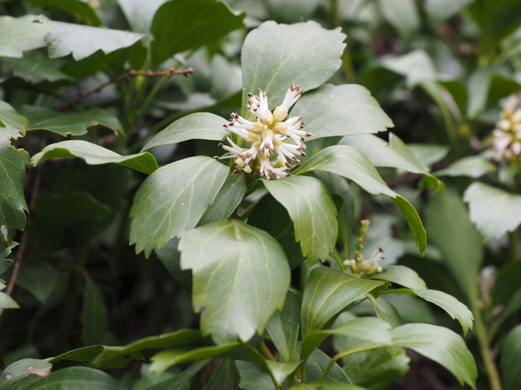 Pachysandra terminalis, 支笏洞爺国立公園, 有珠郡壮瞥町, 北海道, JP