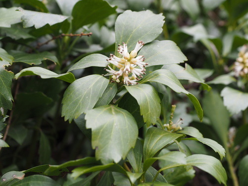 Pachysandra terminalis