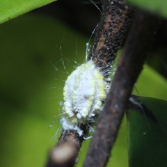 Pheidole megacephala