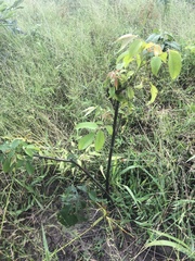 Magnoliopsida
