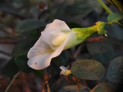 Clitoria ternatea albiflora