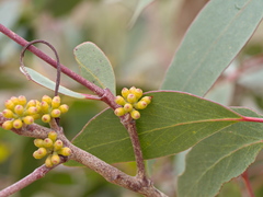 Eucalyptus baxteri