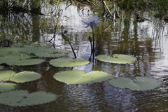 Nymphaea gigantea