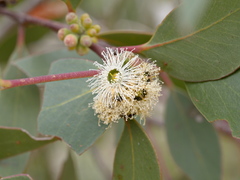 Eucalyptus baxteri