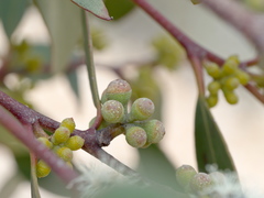 Eucalyptus baxteri