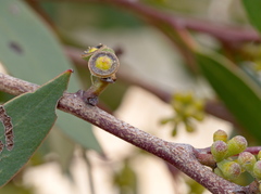 Eucalyptus baxteri