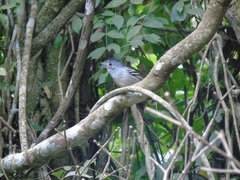 Thamnophilus ambiguus