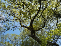 Sitta europaea