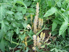 Orobanche cumana