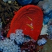Red Boring Sponge - Photo (c) Kaila Wheatley Kornblum, some rights reserved (CC BY-NC), uploaded by Kaila Wheatley Kornblum