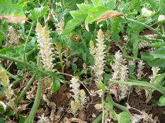 Orobanche cumana
