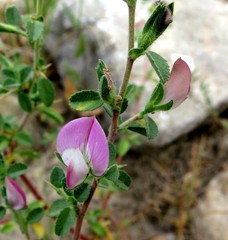 Ononis spinosa austriaca