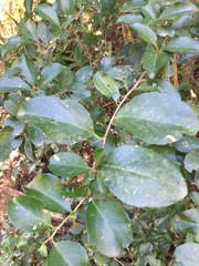 Gymnosporia nemorosa