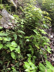 Collinsonia macrobracteata