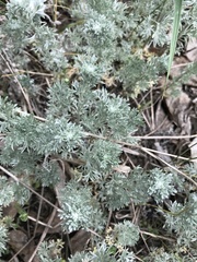 Artemisia
