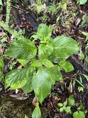 Collinsonia macrobracteata