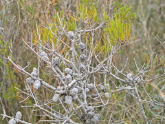 Allocasuarina misera