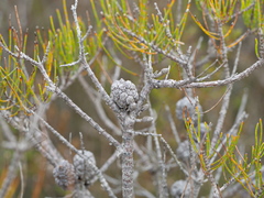 Allocasuarina misera