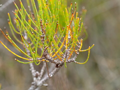 Allocasuarina misera