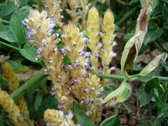 Orobanche cumana