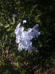 Plumbago auriculata
