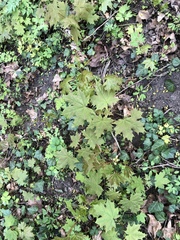 Acer platanoides