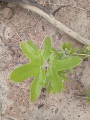 Cochlospermum planchonii