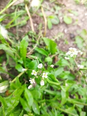 Capsella bursa-pastoris