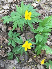 Anemonoides ranunculoides