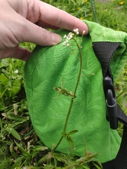 Capsella bursa-pastoris