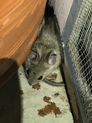 iNaturalist observation photo of Woodrats