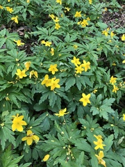 Anemonoides ranunculoides