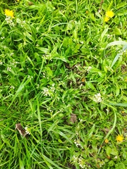 Capsella bursa-pastoris