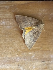 Mnesampela heliochrysa