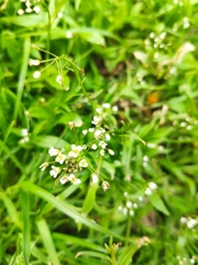 Capsella bursa-pastoris
