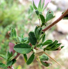 Ononis spinosa austriaca
