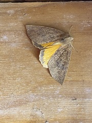 Mnesampela heliochrysa