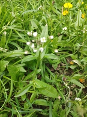 Capsella bursa-pastoris