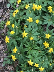 Anemonoides ranunculoides