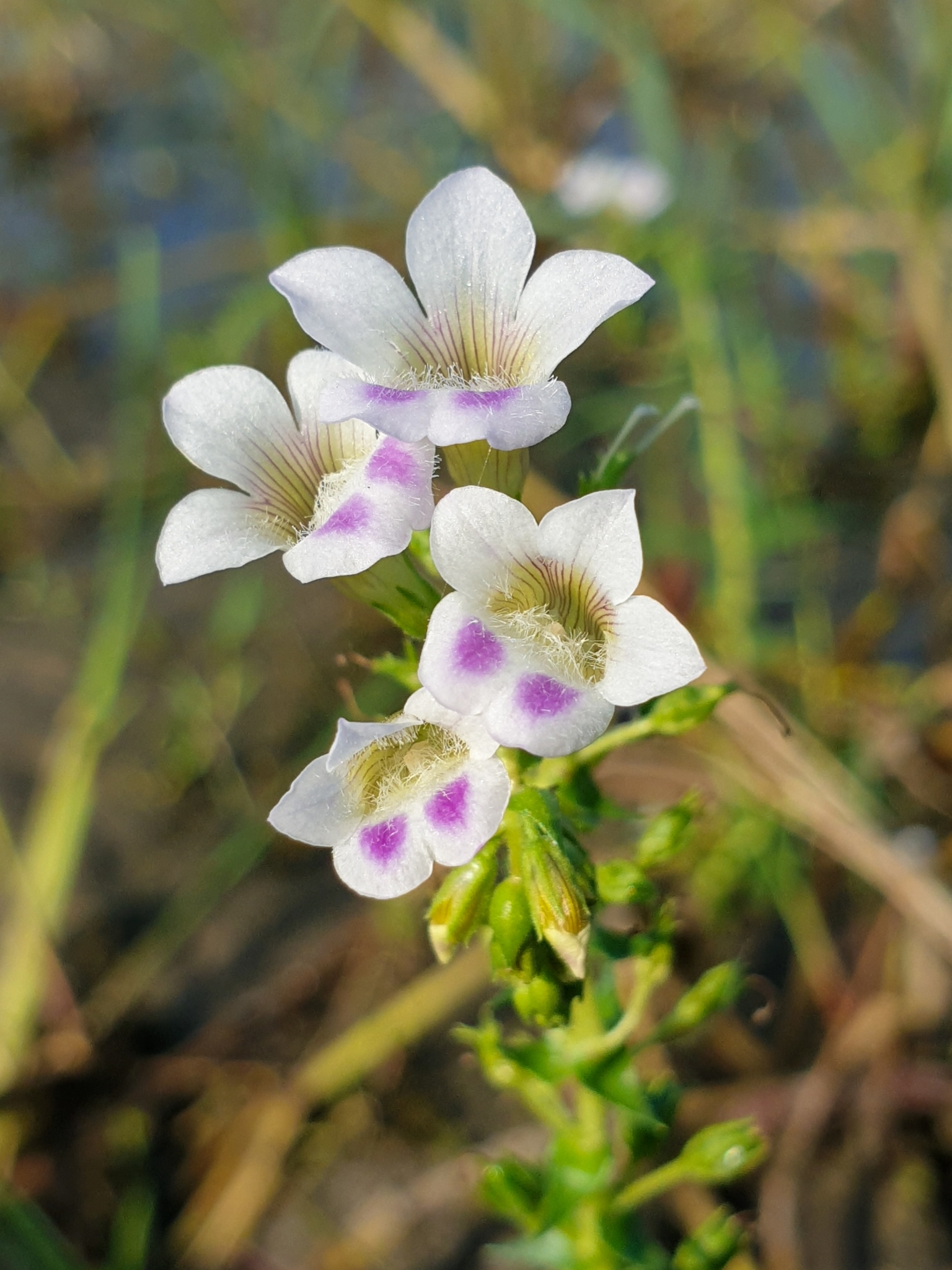 Limnophila aquatica